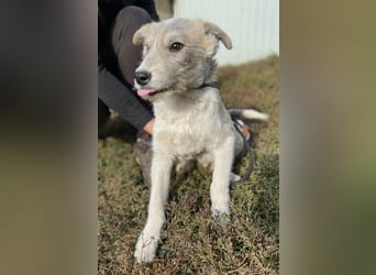 Drahthaar Foxterrier ähnl. Hundejunge, 4-5Mon., rundum sozial