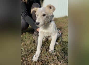 Drahthaar Foxterrier ähnl. Hundejunge, 4-5Mon., rundum sozial