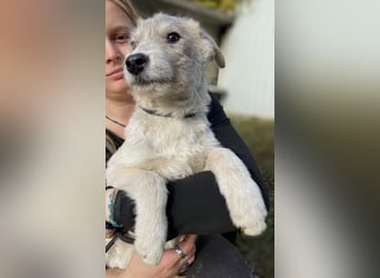 Drahthaar Foxterrier ähnl. Hundejunge, 4-5Mon., rundum sozial