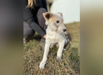 Drahthaar Foxterrier ähnl. Hundejunge, 4-5Mon., rundum sozial