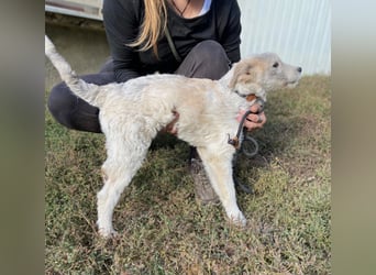 Drahthaar Foxterrier ähnl. Hundejunge, 4-5Mon., rundum sozial