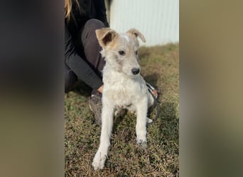 Drahthaar Foxterrier ähnl. Hundejunge, 4-5Mon., rundum sozial