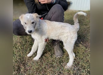 Drahthaar Foxterrier ähnl. Hundejunge, 4-5Mon., rundum sozial