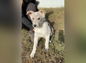 Drahthaar Foxterrier ähnl. Hundejunge, 4-5Mon., rundum sozial