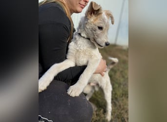 Drahthaar Foxterrier ähnl. Hundejunge, 4-5Mon., rundum sozial