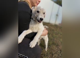 Drahthaar Foxterrier ähnl. Hundejunge, 4-5Mon., rundum sozial