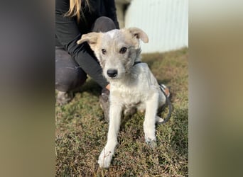 Drahthaar Foxterrier ähnl. Hundejunge, 4-5Mon., rundum sozial