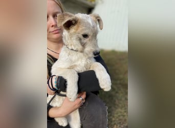 Drahthaar Foxterrier ähnl. Hundejunge, 4-5Mon., rundum sozial