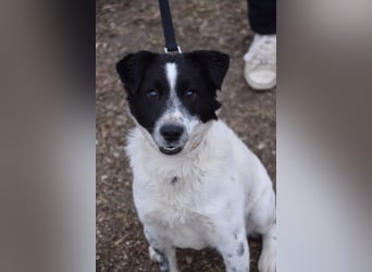 Boris - freundlicher Rüde der den Kontakt zu Menschen schätzt