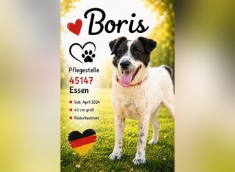 Boris - auf PS in 45147 Essen - freundlicher Rüde der den Kontakt zu Menschen schätzt