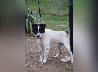 Boris - freundlicher Rüde der den Kontakt zu Menschen schätzt