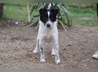 Boris - freundlicher Rüde der den Kontakt zu Menschen schätzt