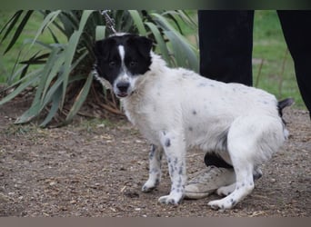 Boris - freundlicher Rüde der den Kontakt zu Menschen schätzt