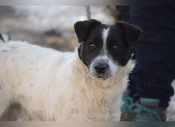 Boris - freundlicher Rüde der den Kontakt zu Menschen schätzt