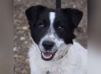 Boris - freundlicher Rüde der den Kontakt zu Menschen schätzt