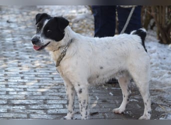 Boris - freundlicher Rüde der den Kontakt zu Menschen schätzt
