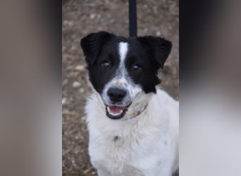 Boris - freundlicher Rüde der den Kontakt zu Menschen schätzt