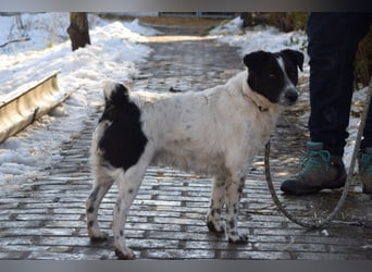 Boris - freundlicher Rüde der den Kontakt zu Menschen schätzt