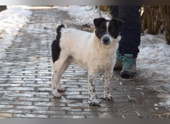 Boris - freundlicher Rüde der den Kontakt zu Menschen schätzt