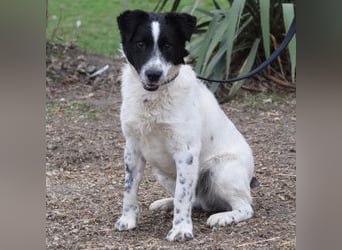 Boris - freundlicher Rüde der den Kontakt zu Menschen schätzt