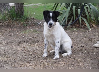 Boris - freundlicher Rüde der den Kontakt zu Menschen schätzt