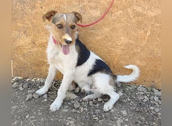 ❤️❤️❤️ liebenswerter BRUNO - 1,5 Jahre, 42cm/14kg - Foxterrier-Mischling