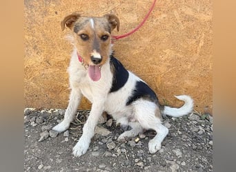 ❤️❤️❤️ liebenswerter BRUNO - 1,5 Jahre, 42cm/14kg - Foxterrier-Mischling