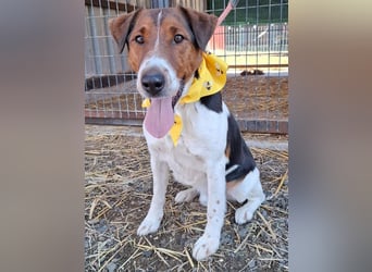 wunderschöner FILOU - 4,5 Jahre, 42cm/12kg - Foxi-Mix