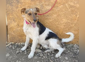 ❤️❤️❤️ liebenswerter BRUNO - 1,5 Jahre, 42cm/14kg - Foxterrier-Mischling