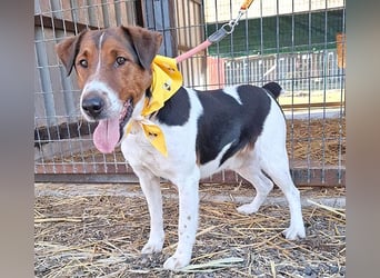 wunderschöner FILOU - 4,5 Jahre, 42cm/12kg - Foxi-Mix