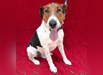 wunderschöner FILOU - 4,5 Jahre, 42cm/12kg - Foxi-Mix