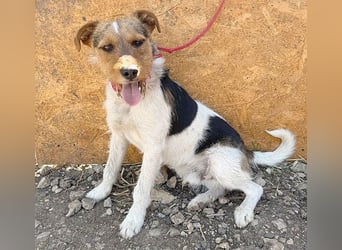 ❤️❤️❤️ liebenswerter BRUNO - 1,5 Jahre, 42cm/14kg - Foxterrier-Mischling