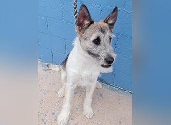 Pitufo, ein kleiner Herzensbrecher