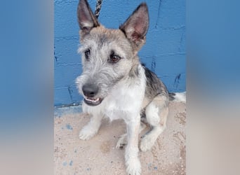 Pitufo, ein kleiner Herzensbrecher
