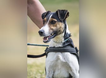 Banderas-SI - freundlicher Foxterrier sucht agiles Zuhause 
