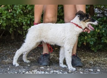 Lipot SI – aktiver Terriermix sucht Menschen mit Herz und Verstand ❤️