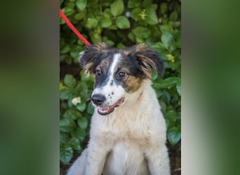 Lipot SI – aktiver Terriermix sucht Menschen mit Herz und Verstand ❤️