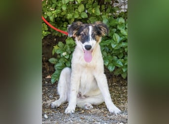Lipot SI – aktiver Terriermix sucht Menschen mit Herz und Verstand ❤️