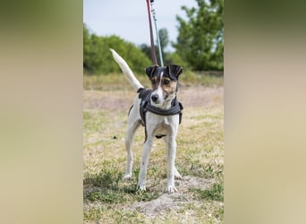 Banderas-SI - freundlicher Foxterrier sucht agiles Zuhause 