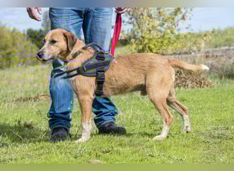 Bobi-SI – Lieber Kerl sucht Zuhause