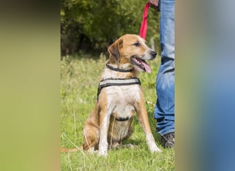 Bobi-SI – Lieber Kerl sucht Zuhause