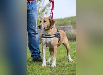 Bobi-SI – Lieber Kerl sucht Zuhause