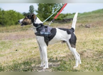 Banderas-SI - freundlicher Foxterrier sucht agiles Zuhause 