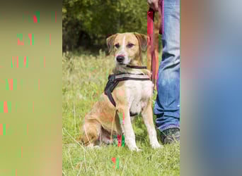 Bobi-SI – Lieber Kerl sucht Zuhause