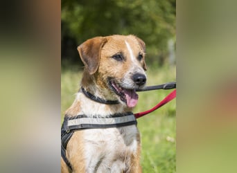 Bobi-SI – Lieber Kerl sucht Zuhause