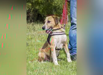 Bobi-SI – Lieber Kerl sucht Zuhause