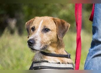 Bobi-SI – Lieber Kerl sucht Zuhause