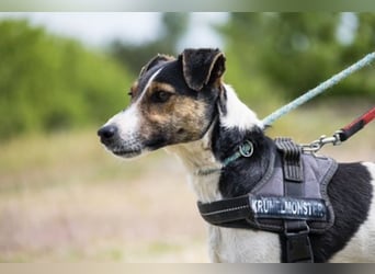 Banderas-SI - freundlicher Foxterrier sucht agiles Zuhause 