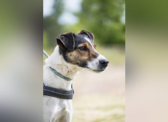 Banderas-SI - freundlicher Foxterrier sucht agiles Zuhause 