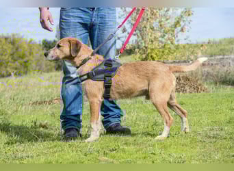 Bobi-SI – Lieber Kerl sucht Zuhause